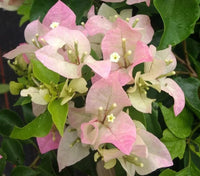 Climbing Bougainvillea Flower seeds for Planting - Low Maintenance, Heirloom & GMO Free Seeds for Home Garden