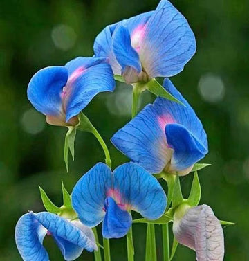 Blue Lathyrys Satuvys Flower seeds for Planting - Perfect for Borders, Heirloom & GMO Free Seeds for Home Garden