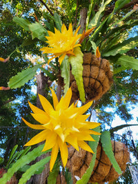 Yellow Epiphyllum Oxypetalum Seeds Flower seeds for Planting Compact Growth Heirloom & GMO Free Seeds for Home Garden
