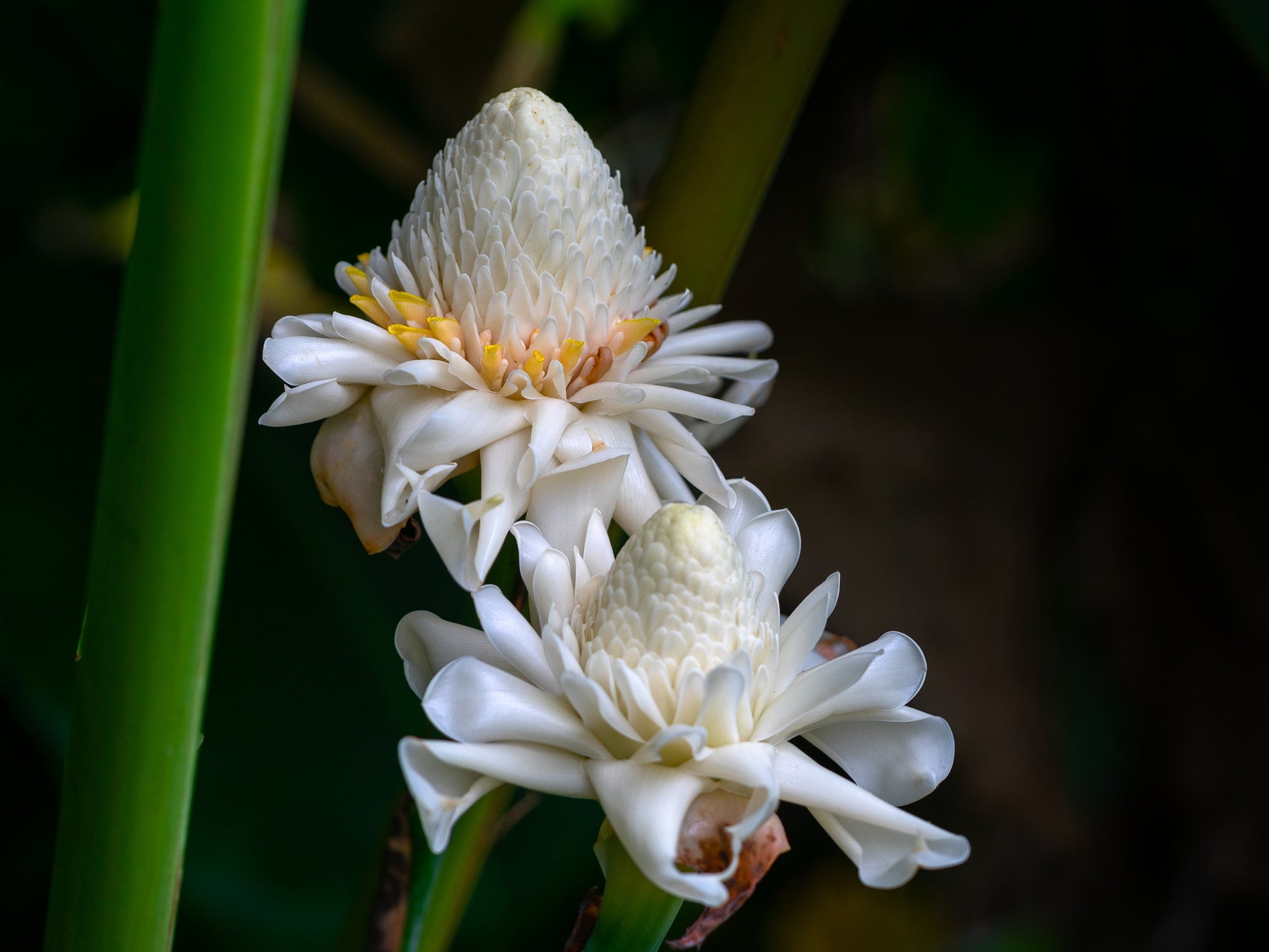 White Etlingera Elatior Flower Seeds for Planting  Tropical Beauty