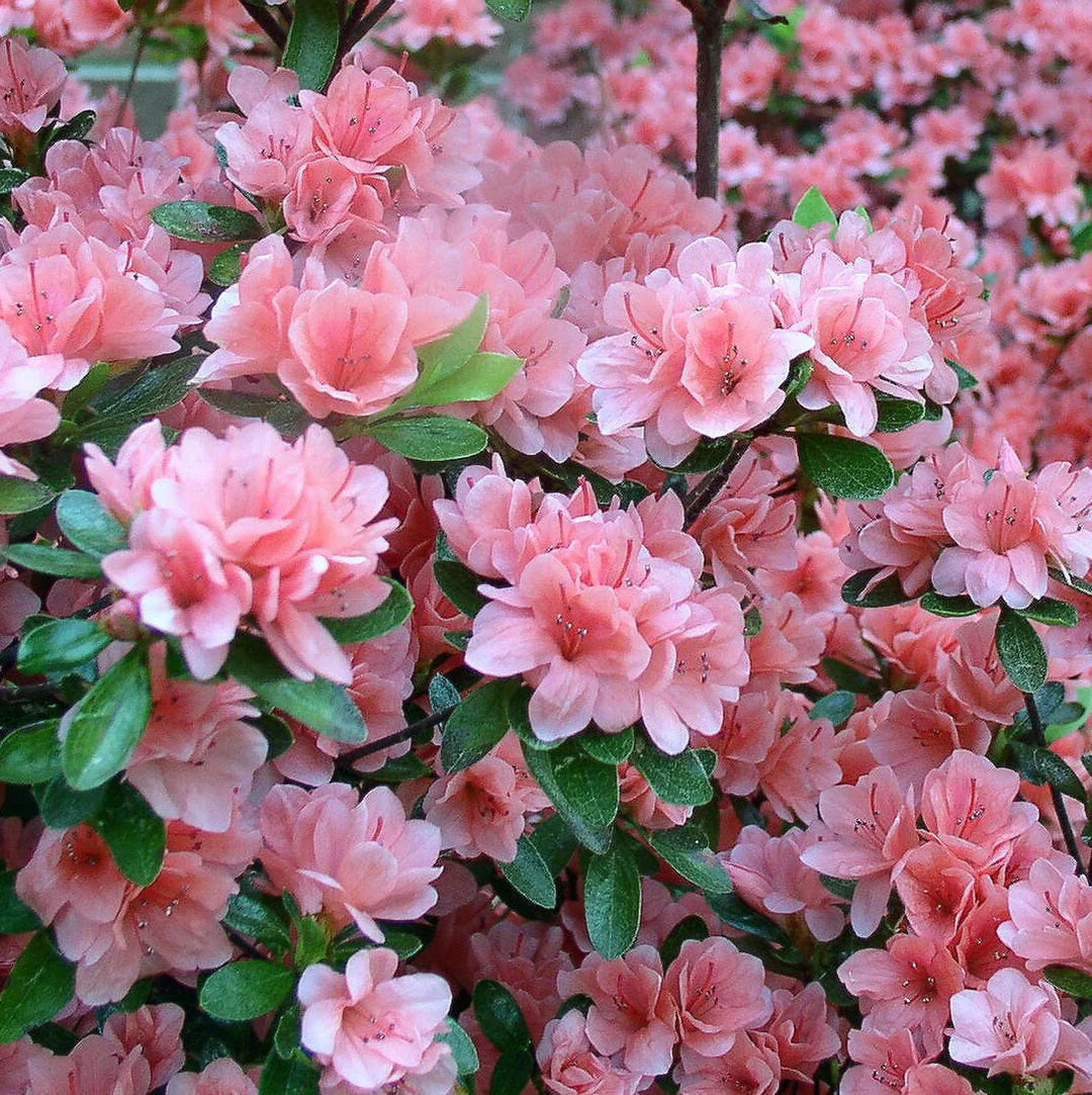 Heirloom Rhododendron Flower seeds for Planting Cottage Garden Essential Heirloom & GMO Free Seeds for Home Garden