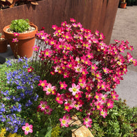 Saxifraga Moss Flower seeds for Planting - Perfect for Borders, Heirloom & GMO Free Seeds for Home Garden