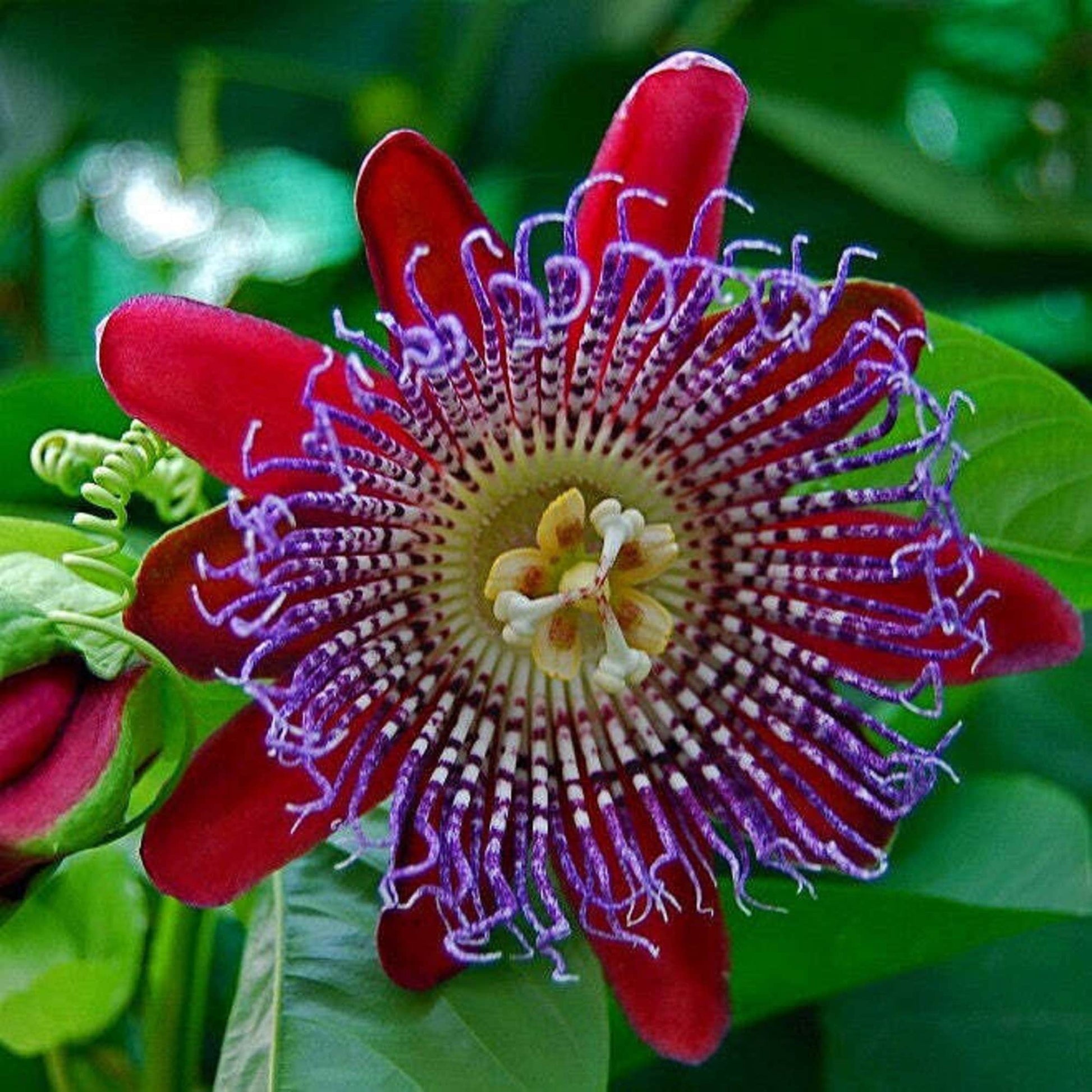 Passiflora Alata Flower seeds for Planting - Sun Loving, Heirloom & GMO Free Seeds for Home Garden