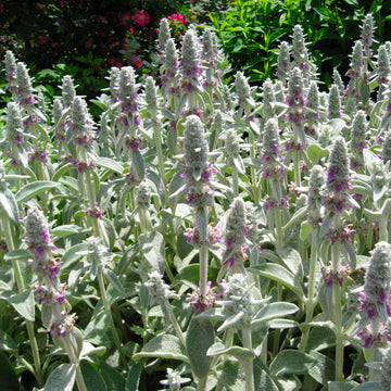 Lamb'sEar Flower seeds for Planting Long Bloom Season Heirloom & GMO Free Seeds for Home Garden