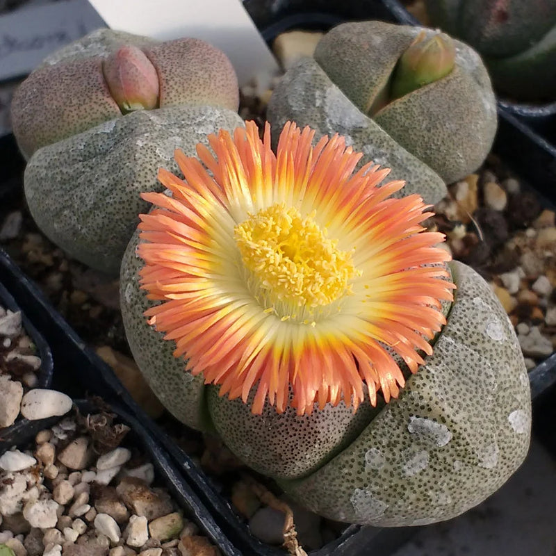Pleiospilos Flower seeds for Planting Cottage Garden Essential Heirloom & GMO Free Seeds for Home Garden 
 
 Sale