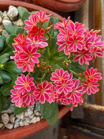 Lewisia Cotyledon Flower seeds for Planting - Garden Favorite, Heirloom & GMO Free Seeds for Home Garden
 
 Sale for planting in home garden.