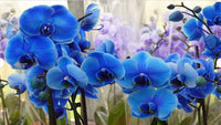 Sky Blue Butterfly Orchid Flower seeds for Planting - Premium Quality, Heirloom & GMO Free Seeds for Home Garden