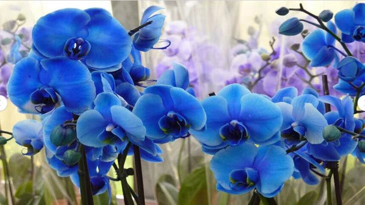 Blue Butterfly Orchid Flower seeds for Planting - Long Bloom Season, Heirloom & GMO Free Seeds for Home Garden