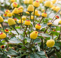 Yellow Spilanthes Acmella Flower seeds for Planting Low Maintenance Heirloom & GMO Free Seeds for Home Garden 
 
 Sale