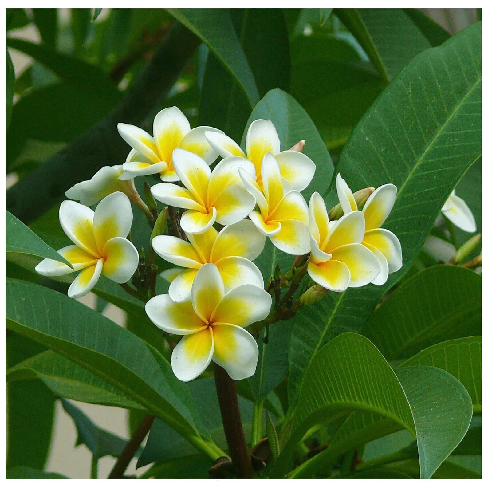 Yellow White Frangipani Flower seeds for Planting Premium Quality Heirloom & GMO Free Seeds for Home Garden 
 
 Sale