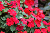 Impatiens Sun and Shade Scarlet Seeds for Planting Classic Red Flowers