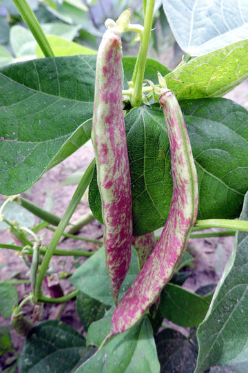 Dragon's Tongue Dutch Heirloom Bush Bean Seeds for Planting – Non-GMO Vegetable Garden Seeds