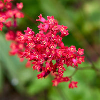 Coral Bells Heuchera Flower seeds for Planting - Wildflower Mix, Heirloom & GMO Free Seeds for Home Garden