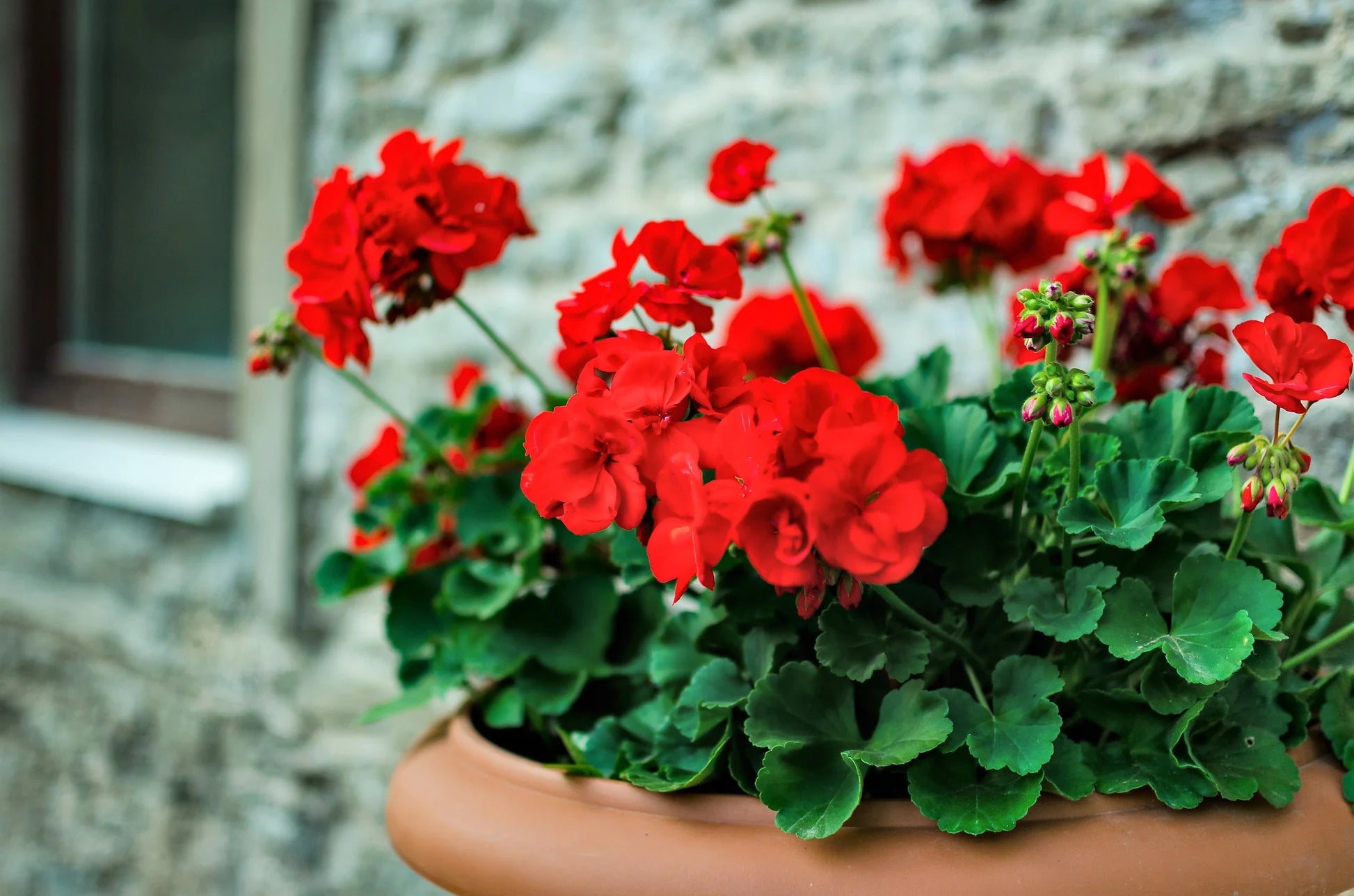 Geranium Pelargonium Flower seeds for Planting Sun Loving Heirloom & GMO Free Seeds for Home Garden