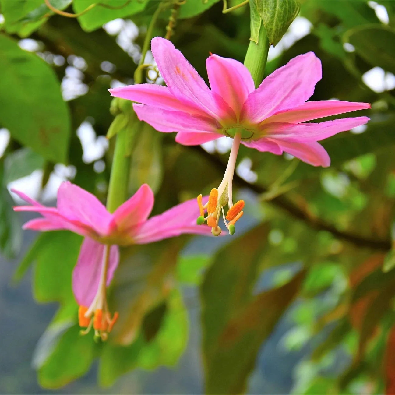 Banana Passion Fruit Seeds for Planting – Heirloom & Non-GMO Tropical Vine Seeds
