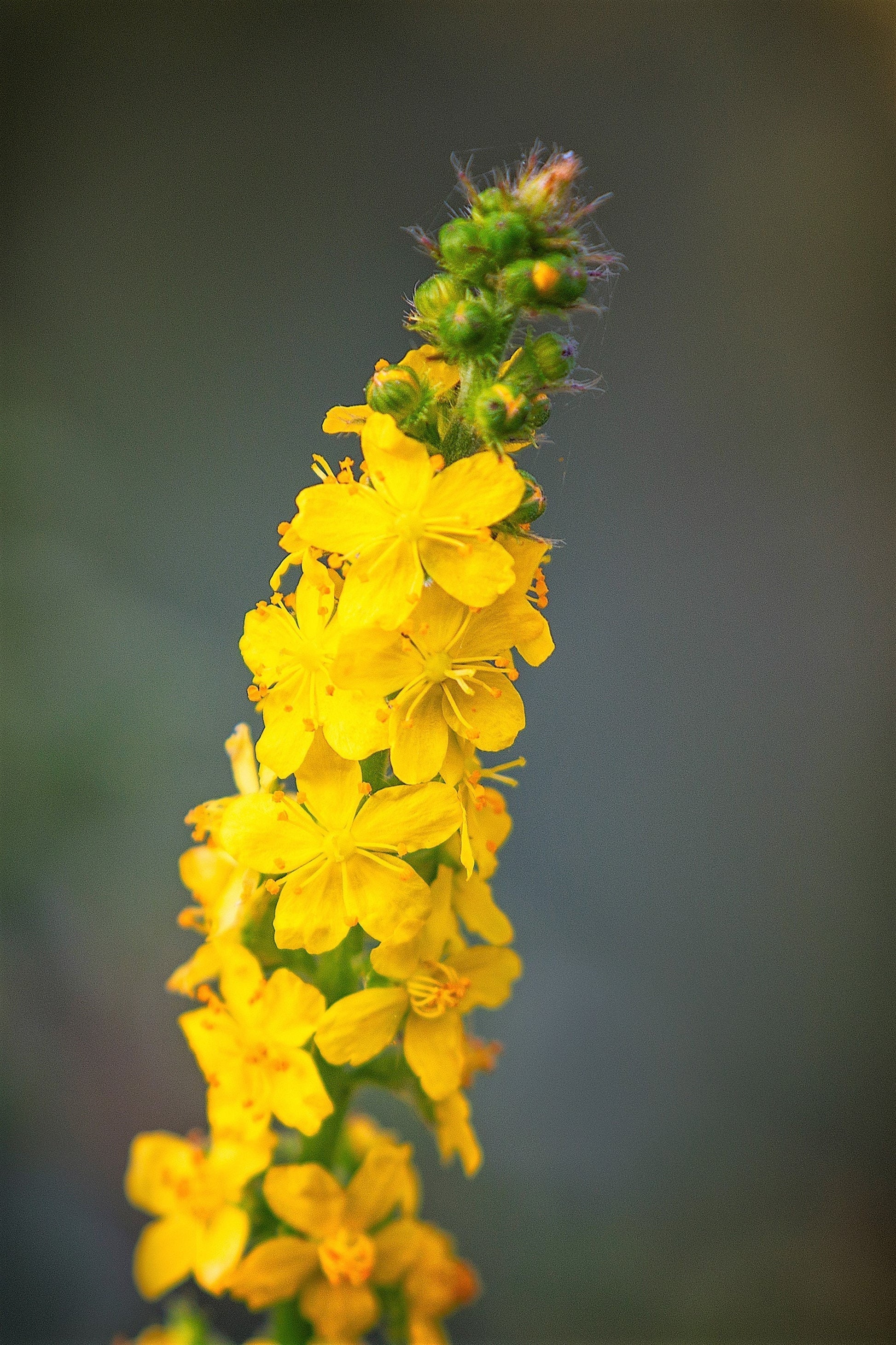 Agrimony Flower seeds for Planting Sun Loving Heirloom & GMO Free Seeds for Home Garden 
 
 Sale