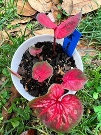 Crimson Sky Caladium Bulbs | Colorful Foliage Plant for Shade Gardens