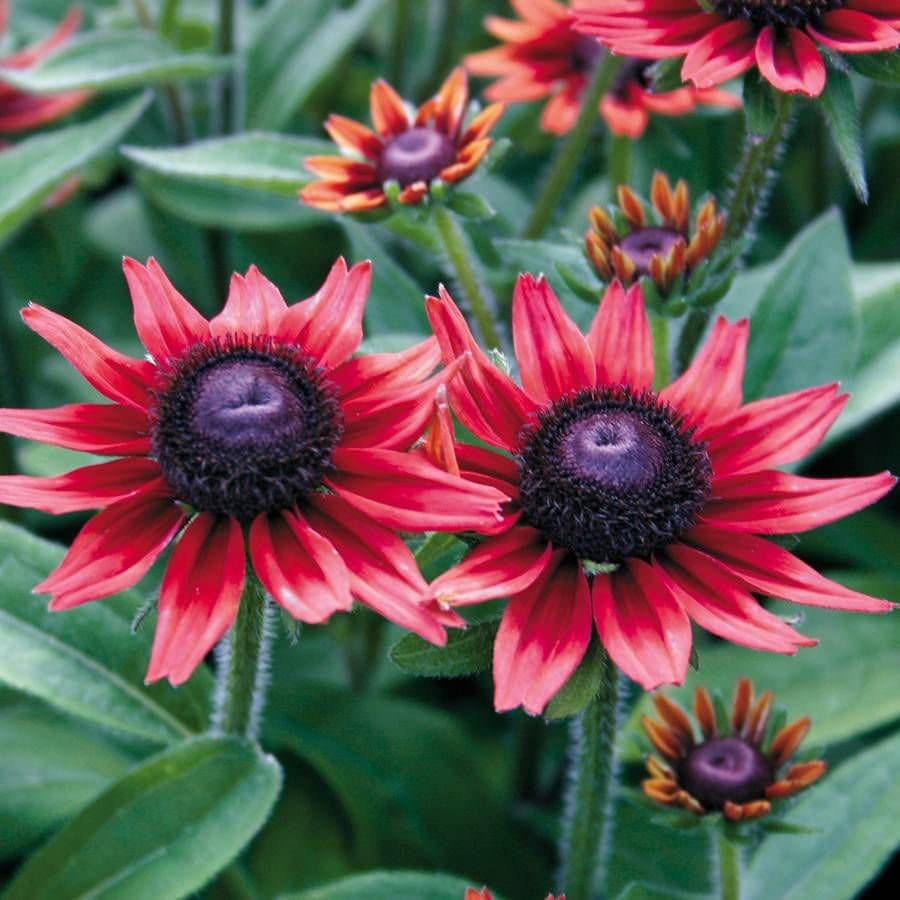 Cherry Brandy Rudbeckia flower seeds for planting with deep red blooms.