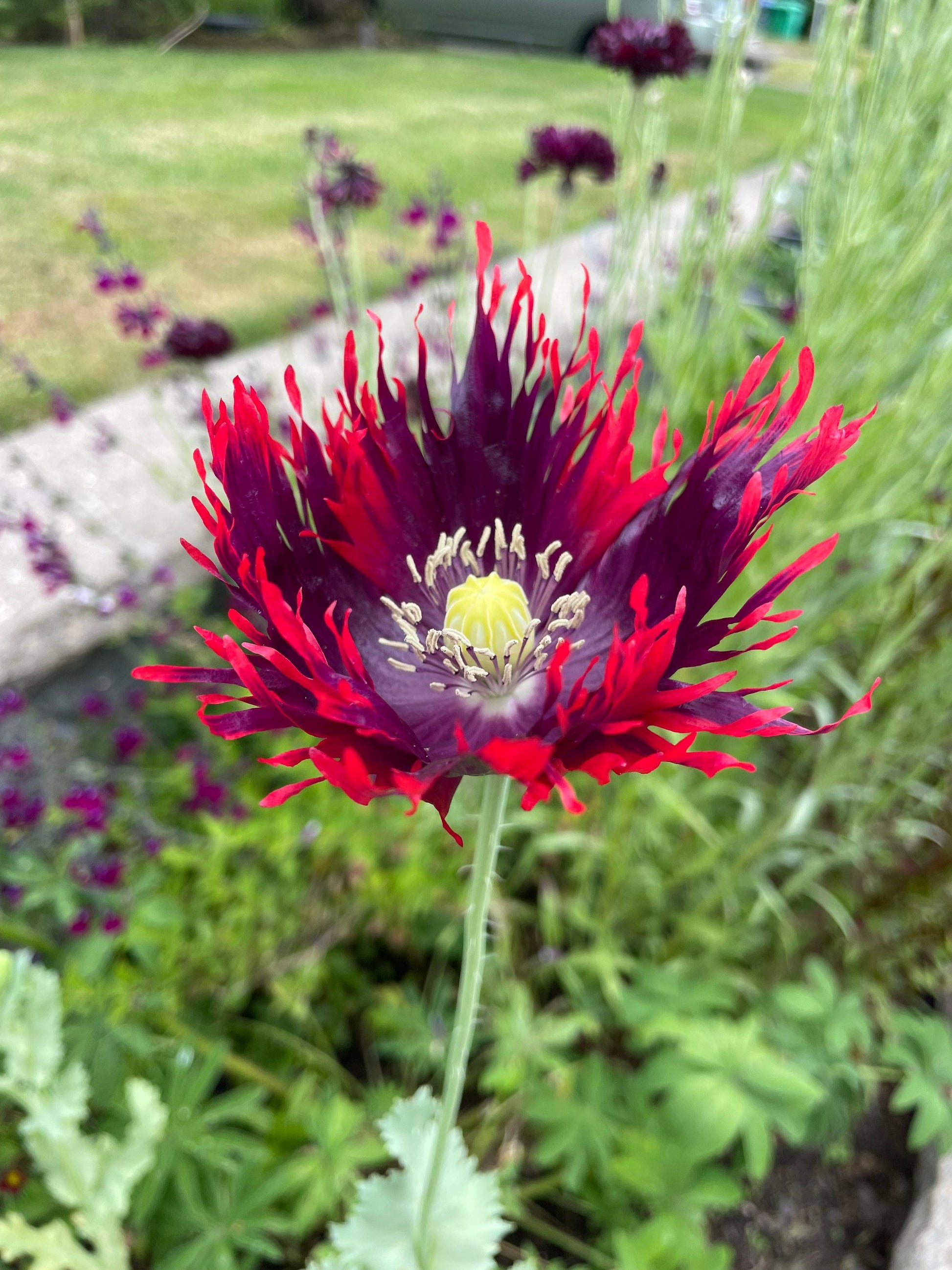 Colorful Drama Queen Peony Poppies flowering in a decorative garden bed.
