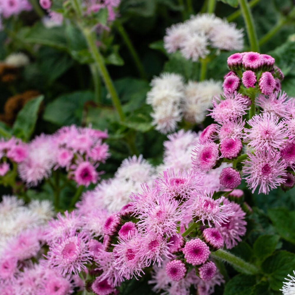 Rose Ageratum Seeds for Soft, Pink Floral Displays