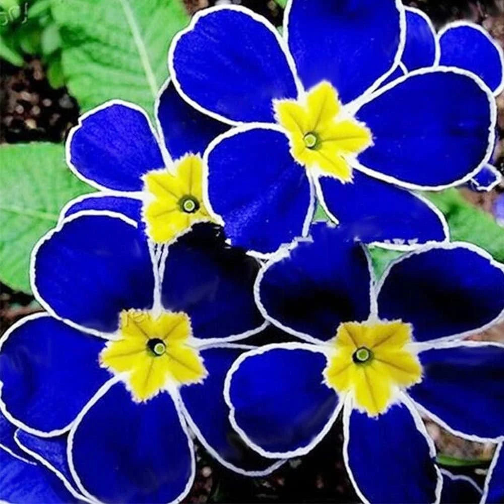 Blue Primrose Flower Seeds for Easy Planting