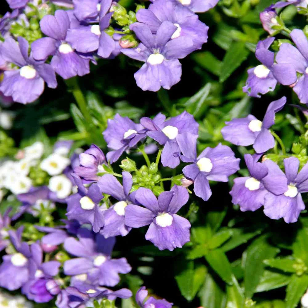 Purple Nemesia Strumosa Flower seeds for Planting Premium Quality Heirloom & GMO Free Seeds for Home Garden
 
 Sale