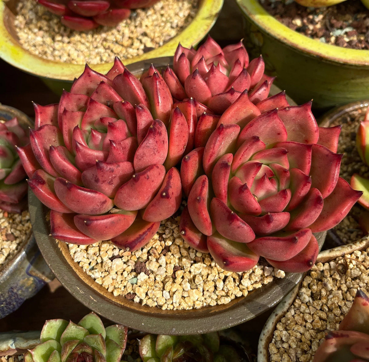 Dark (Dark Red) seeds for planting in home garden