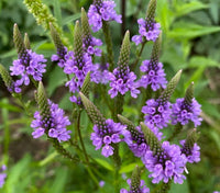 Blue Vervain Flower seeds for Planting - Premium Quality, Heirloom & GMO Free Seeds for Home Garden