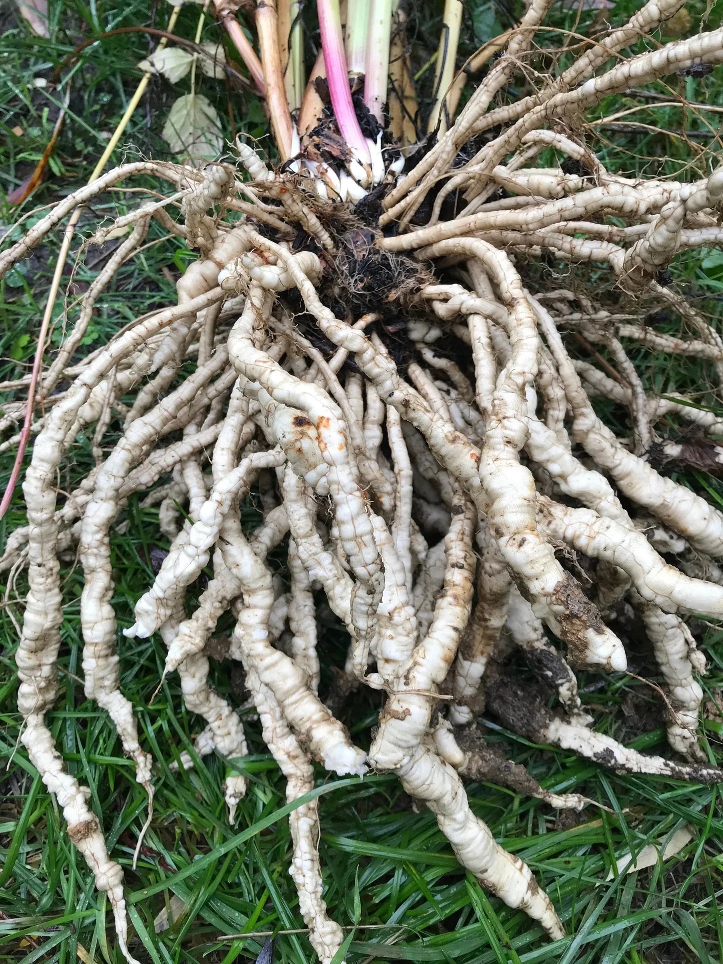 Heirloom White Skirret plant with healthy leaves ready for seasonal harvest.
