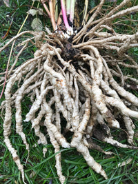 Heirloom White Skirret plant with healthy leaves ready for seasonal harvest.
