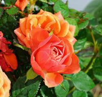 Orange Climbing Rose Flower seeds for Planting Fragrant Blossoms Heirloom & GMO Free Seeds for Home Garden