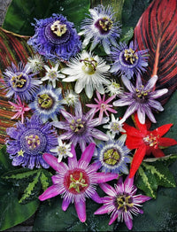 Passiflora Passiflora spp Mixed Flower Seeds for Planting in Flower Bed