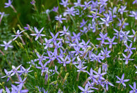 Violet Isotoma Axillaris Flower seeds for Planting - Drought Tolerant, Heirloom & GMO Free Seeds for Home Garden