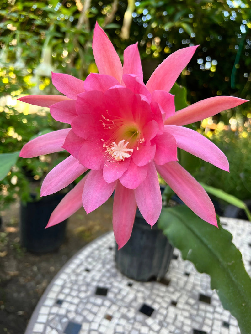 Pink Epiphyllum Flower seeds for Planting - Drought Tolerant, Heirloom & GMO Free Seeds for Home Garden
 
 Sale