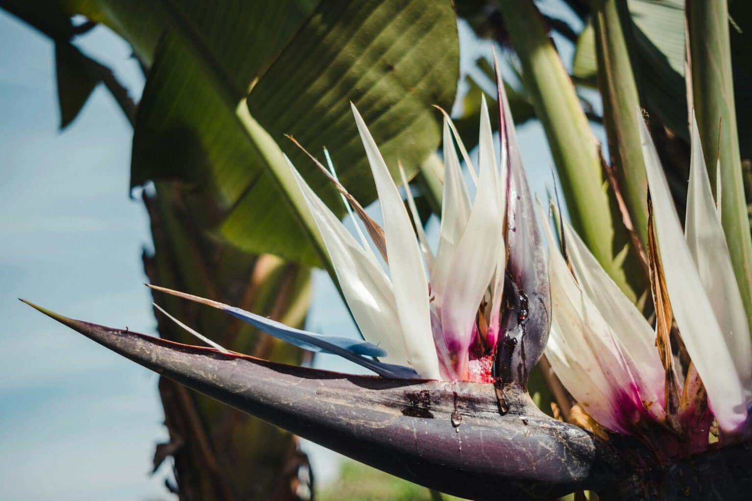 White Bird of Paradise Flower seeds for Planting Sun Loving Heirloom & GMO Free Seeds for Home Garden 
 
 Sale