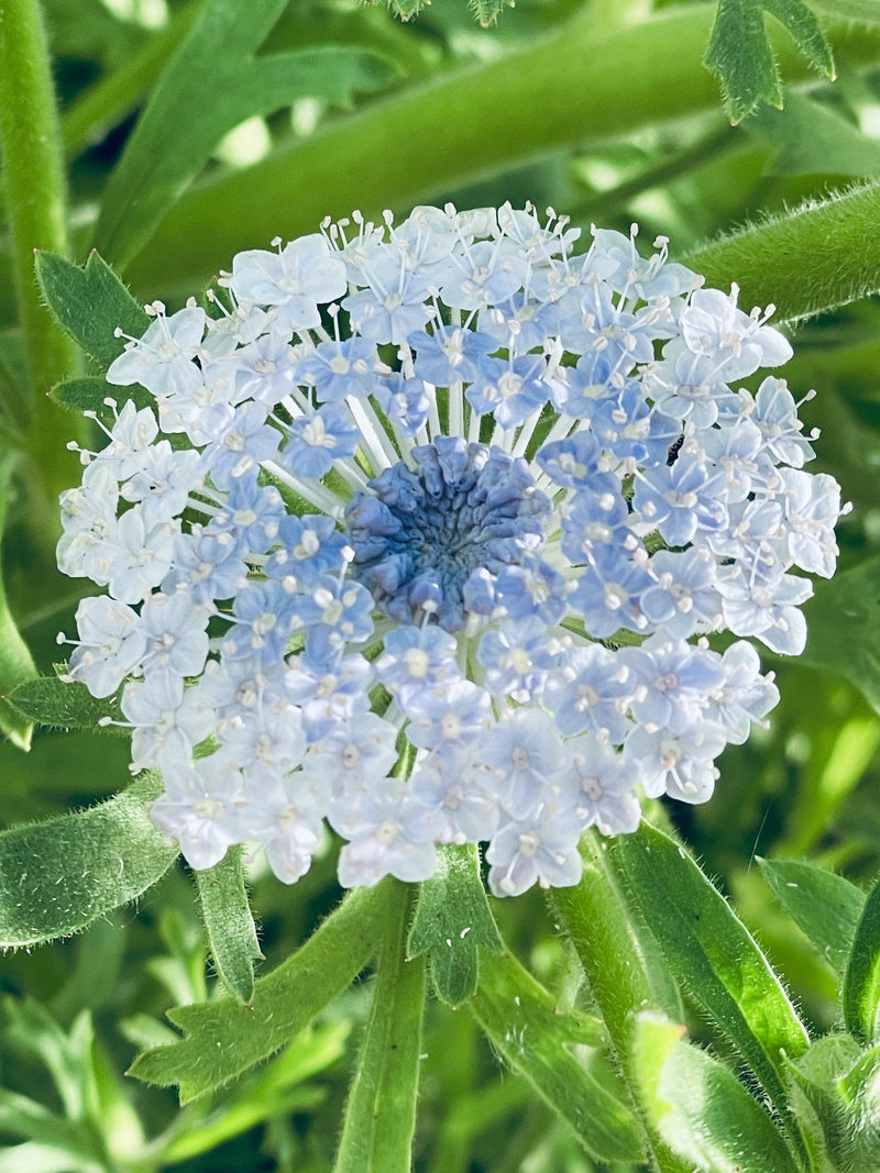 Blue Lace Flower seeds for Planting - Colorful Display, Heirloom & GMO Free Seeds for Home Garden