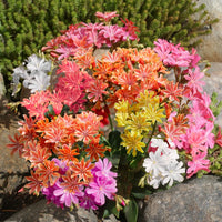 Mixed Lewisia Flower seeds for Planting - Compact Growth, Heirloom & GMO Free Seeds for Home Garden