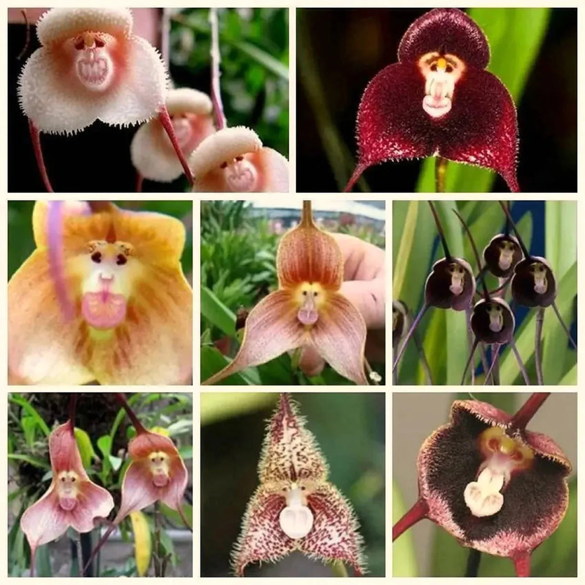 Heirloom Light Yellow Monkey Face Orchid Seeds Flower seeds for Planting Hardy Variety Heirloom & GMO Free Seeds for Home Garden