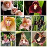 Heirloom Light Yellow Monkey Face Orchid Seeds Flower seeds for Planting Hardy Variety Heirloom & GMO Free Seeds for Home Garden