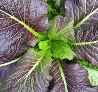Red Giant Mustard Seeds for Planting – Heirloom Mustard Greens Vegetable Seeds