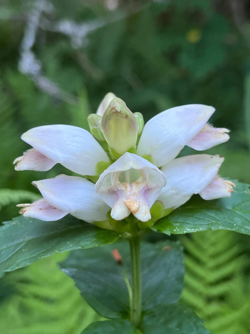 White Turtlehead Flower Seeds for Long-Lasting Hardy Planting  Seed for Lovely Outdoor Displays