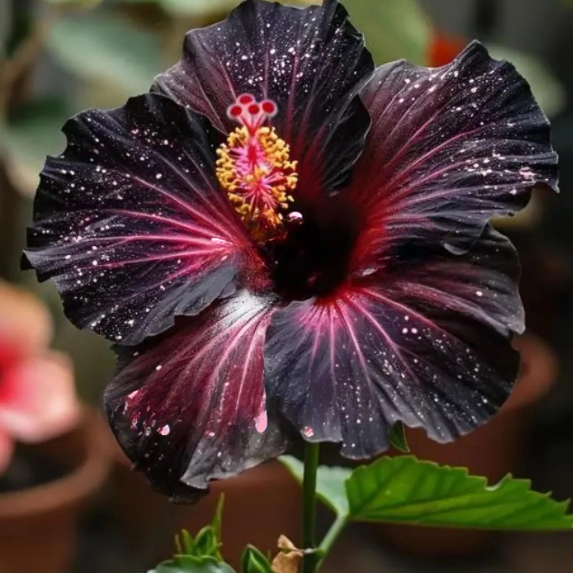 Black Hibiscus Flower Seeds for Planting – Heirloom NonGMO Organic Garden Seeds with High Germination
 
 Sale