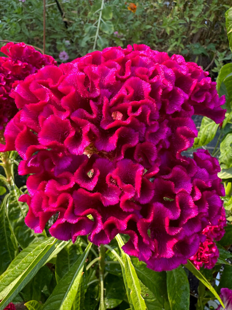 Mixed Cockscomb Celosia argentea Flower Seeds for Planting in Flower Bed and Garden