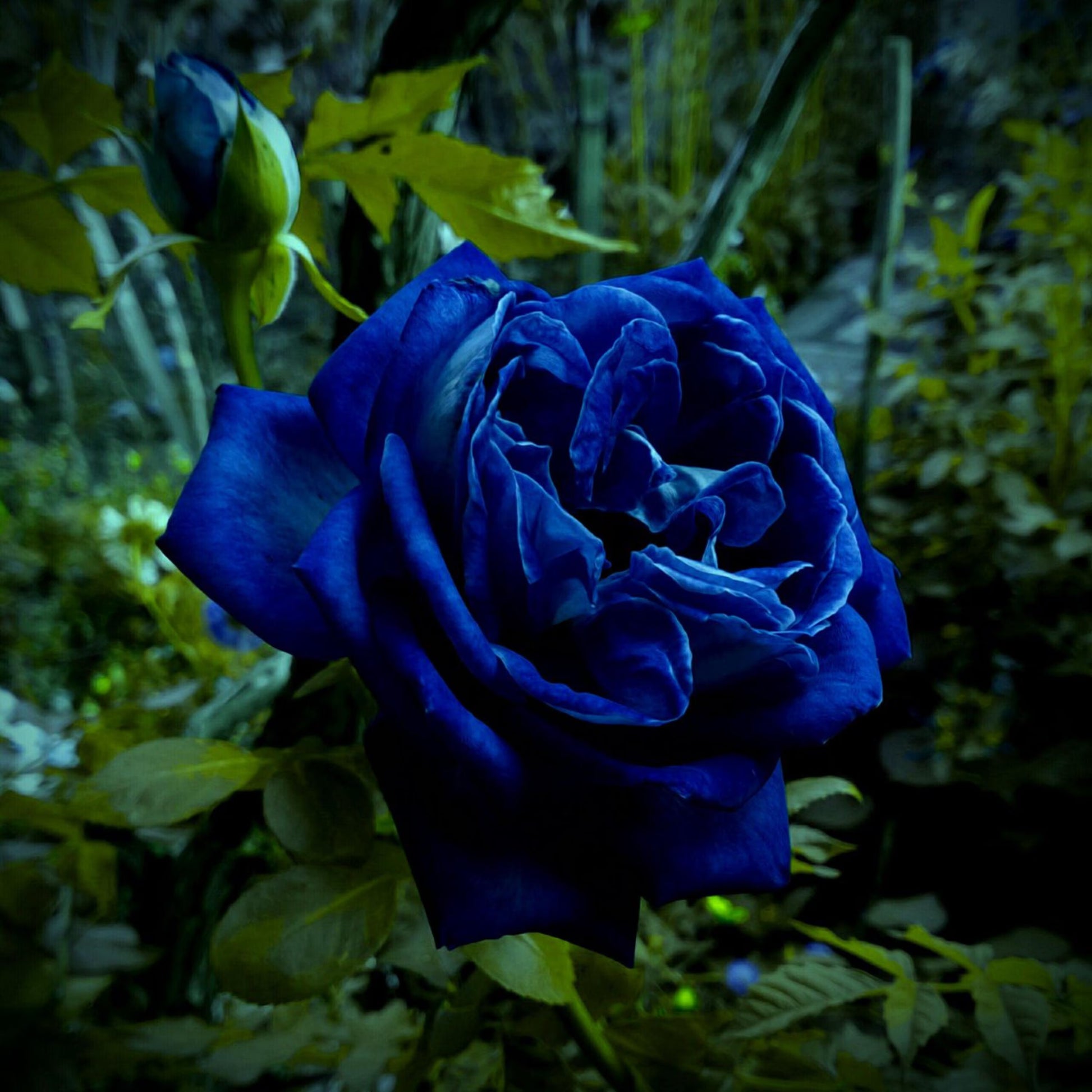 Blue Rose Flower seeds for Planting - Garden Favorite, Heirloom & GMO Free Seeds for Home Garden
