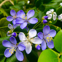 Blue Lignum Vitae Flower seeds for Planting - Wildflower Mix, Heirloom & GMO Free Seeds for Home Garden