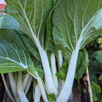 White Stem Pak Choi Cabbage Seeds Heirloom Vegetable for Home Garden Planting