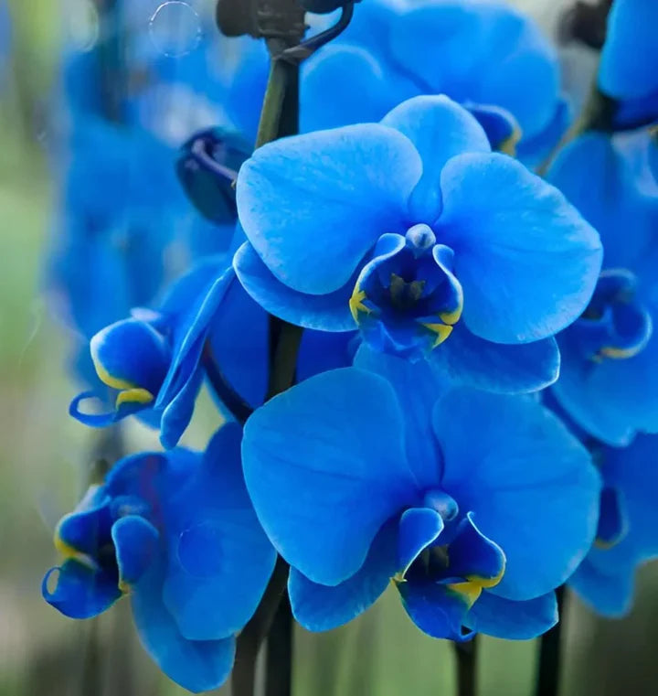Orchid Flower seeds for Planting Sun Loving Heirloom & GMO Free Seeds for Home Garden