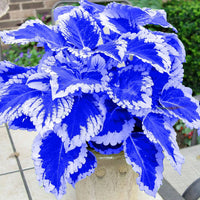 Blue Coleus Flower seeds for Planting - Colorful Display, Heirloom & GMO Free Seeds for Home Garden