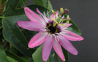 Pink Passion Seeds (TST127) – Exotic Flowering Plant for Colorful Gardens