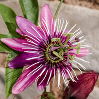 Pink Passion Seeds (TST127) – Exotic Flowering Plant for Colorful Gardens